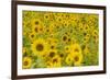 Field of Sunflowers-null-Framed Photographic Print