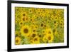 Field of Sunflowers-null-Framed Photographic Print