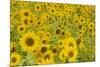 Field of Sunflowers-null-Mounted Photographic Print