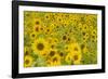 Field of Sunflowers-null-Framed Photographic Print