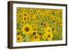 Field of Sunflowers-null-Framed Photographic Print