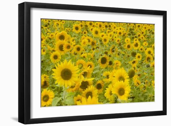 Field of Sunflowers-null-Framed Photographic Print