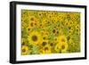 Field of Sunflowers-null-Framed Photographic Print