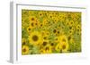 Field of Sunflowers-null-Framed Photographic Print