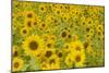 Field of Sunflowers-null-Mounted Photographic Print