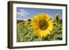 Field of Sunflowers-null-Framed Photographic Print