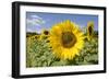 Field of Sunflowers-null-Framed Photographic Print