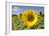 Field of Sunflowers-null-Framed Photographic Print