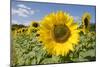 Field of Sunflowers-null-Mounted Photographic Print