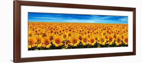 Field of Sunflowers-Christophe Madamour-Framed Photographic Print