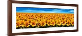 Field of Sunflowers-Christophe Madamour-Framed Photographic Print