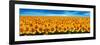 Field of Sunflowers-Christophe Madamour-Framed Photographic Print