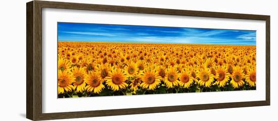 Field of Sunflowers-Christophe Madamour-Framed Photographic Print