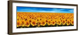 Field of Sunflowers-Christophe Madamour-Framed Photographic Print