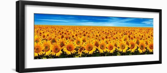 Field of Sunflowers-Christophe Madamour-Framed Photographic Print