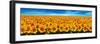 Field of Sunflowers-Christophe Madamour-Framed Photographic Print