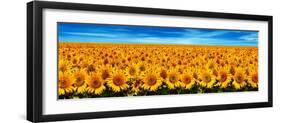 Field of Sunflowers-Christophe Madamour-Framed Photographic Print