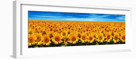 Field of Sunflowers-Christophe Madamour-Framed Photographic Print