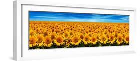 Field of Sunflowers-Christophe Madamour-Framed Photographic Print