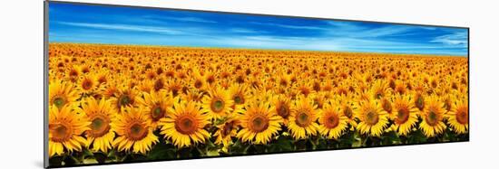 Field of Sunflowers-Christophe Madamour-Mounted Photographic Print