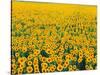 Field of Sunflowers-Darrell Gulin-Stretched Canvas