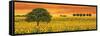 Field of Sunflowers-Richard Leblanc-Framed Stretched Canvas