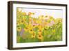 Field of Sunflowers-Anne Becker-Framed Art Print