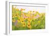 Field of Sunflowers-Anne Becker-Framed Art Print