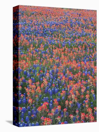 Field of Texas Blue Bonnets and Indian Paintbrush, Texas Hill Country, Texas, USA-Darrell Gulin-Stretched Canvas