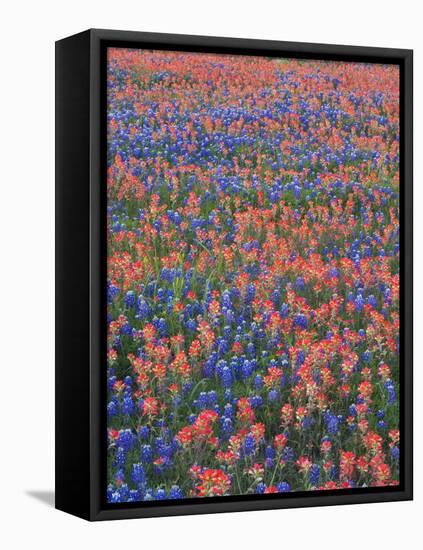 Field of Texas Blue Bonnets and Indian Paintbrush, Texas Hill Country, Texas, USA-Darrell Gulin-Framed Stretched Canvas