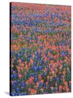 Field of Texas Blue Bonnets and Indian Paintbrush, Texas Hill Country, Texas, USA-Darrell Gulin-Stretched Canvas