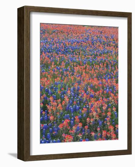 Field of Texas Blue Bonnets and Indian Paintbrush, Texas Hill Country, Texas, USA-Darrell Gulin-Framed Photographic Print