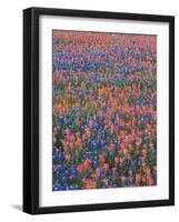 Field of Texas Blue Bonnets and Indian Paintbrush, Texas Hill Country, Texas, USA-Darrell Gulin-Framed Photographic Print