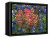 Field of Texas Blue Bonnets and Indian Paintbrush, Texas Hill Country, Texas, USA-Darrell Gulin-Framed Stretched Canvas