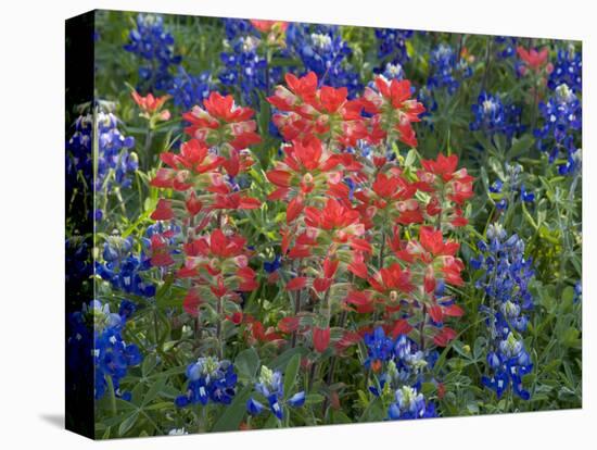 Field of Texas Blue Bonnets and Indian Paintbrush, Texas Hill Country, Texas, USA-Darrell Gulin-Stretched Canvas