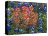 Field of Texas Blue Bonnets and Indian Paintbrush, Texas Hill Country, Texas, USA-Darrell Gulin-Stretched Canvas