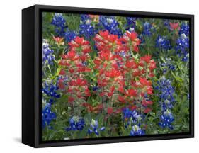 Field of Texas Blue Bonnets and Indian Paintbrush, Texas Hill Country, Texas, USA-Darrell Gulin-Framed Stretched Canvas