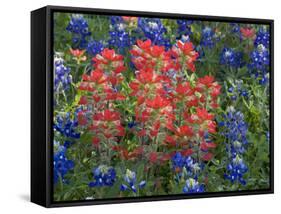 Field of Texas Blue Bonnets and Indian Paintbrush, Texas Hill Country, Texas, USA-Darrell Gulin-Framed Stretched Canvas