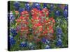 Field of Texas Blue Bonnets and Indian Paintbrush, Texas Hill Country, Texas, USA-Darrell Gulin-Stretched Canvas