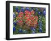 Field of Texas Blue Bonnets and Indian Paintbrush, Texas Hill Country, Texas, USA-Darrell Gulin-Framed Premium Photographic Print