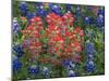 Field of Texas Blue Bonnets and Indian Paintbrush, Texas Hill Country, Texas, USA-Darrell Gulin-Mounted Premium Photographic Print
