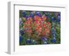 Field of Texas Blue Bonnets and Indian Paintbrush, Texas Hill Country, Texas, USA-Darrell Gulin-Framed Photographic Print