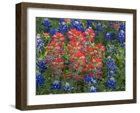 Field of Texas Blue Bonnets and Indian Paintbrush, Texas Hill Country, Texas, USA-Darrell Gulin-Framed Photographic Print