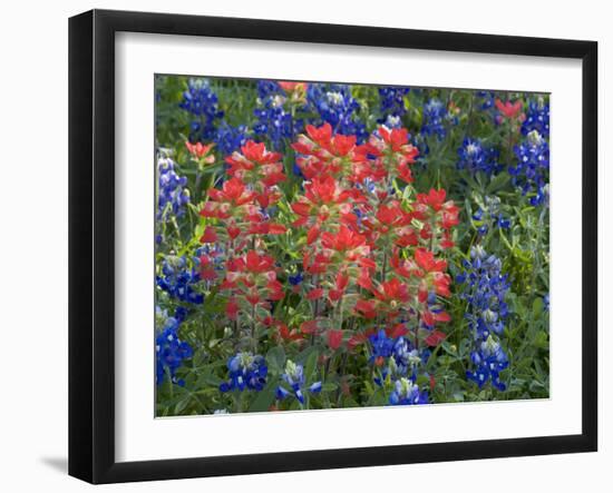 Field of Texas Blue Bonnets and Indian Paintbrush, Texas Hill Country, Texas, USA-Darrell Gulin-Framed Photographic Print