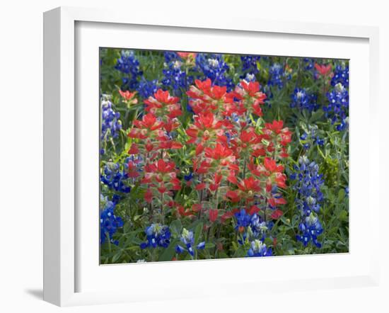 Field of Texas Blue Bonnets and Indian Paintbrush, Texas Hill Country, Texas, USA-Darrell Gulin-Framed Photographic Print