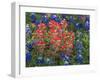 Field of Texas Blue Bonnets and Indian Paintbrush, Texas Hill Country, Texas, USA-Darrell Gulin-Framed Photographic Print