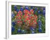 Field of Texas Blue Bonnets and Indian Paintbrush, Texas Hill Country, Texas, USA-Darrell Gulin-Framed Photographic Print