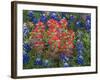 Field of Texas Blue Bonnets and Indian Paintbrush, Texas Hill Country, Texas, USA-Darrell Gulin-Framed Photographic Print