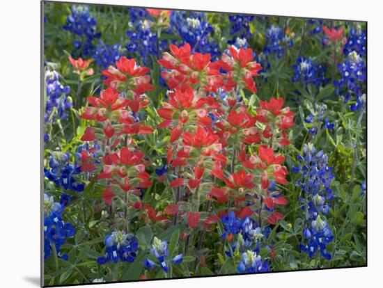 Field of Texas Blue Bonnets and Indian Paintbrush, Texas Hill Country, Texas, USA-Darrell Gulin-Mounted Photographic Print