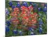 Field of Texas Blue Bonnets and Indian Paintbrush, Texas Hill Country, Texas, USA-Darrell Gulin-Mounted Photographic Print